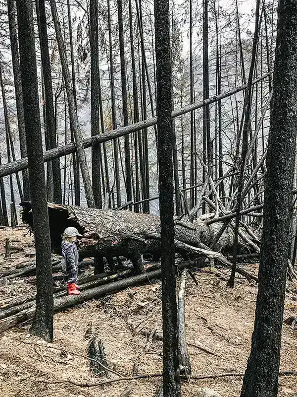Photograph of burned forest at Anderson Lake