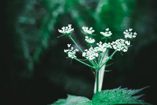 Photograph of Queen Anne's lace flowers
