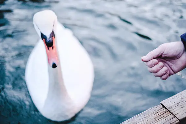 Photograph of a swan at Metchosin
